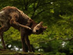 奈良で鹿サファリ！vol.2 壮観！若草山で鹿の群れに出会う