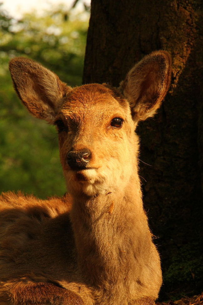 アフリカのサファリにハマって早2年・・・<br />「アフリカ行きたい病」はどんどん症状が悪化し続ける・・・<br />仕事続きで疲弊してくるとさらに悪化・・・<br /><br />動物園に行っても満足できないカラダになってしまった・・・<br /><br />もっと手軽に「サファリ感」を楽しめるところはないかな〜と<br />いろいろ考えていた時、閃いた。<br /><br />「そうだ!奈良の鹿!」<br /><br />奈良といえば鹿!鹿といえば奈良!<br /><br />人に慣れすぎているとはいえ、「柵の中」にはいない。<br /><br />・・・これだ!!<br /><br />いろいろ奈良の鹿について調べると・・・<br /><br />・奈良公園内の鹿は人に慣れすぎて家畜化?している。<br />・「若草山」という小さな山に鹿が生息していて中腹に生息する群れは「野性味」が僅かに残っている。<br />・夏毛の方が美しい。<br /><br />時期的に「夏毛」は拝めそうにないので、それならばせめて<br />「若草山の鹿」を拝みたい!<br /><br />そんなことで、「鹿的な動物」が好きな<br />バ鹿野郎が奈良のシカにアタックしてきました。<br /><br />1日目は春日山原始林から若草山を目指しました。