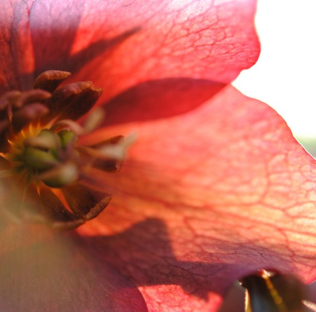 Japan　昭和記念公園　April 2011　その他の花たち　～ミツバチばあやの冒険～