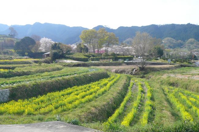 飛鳥の民宿「若葉」に泊まって、飛鳥を一日散策しました。<br />若葉：1泊2食　6300円<br /><br />岡寺～石舞台古墳～橘寺～甘樫丘～水落遺跡～飛鳥寺～飛鳥資料館<br /><br /><br />姉は自転車に自信がないというので、歩きとバスで回りました。<br />飛鳥のバスはフリー区間に入っているので、よかったです。<br />桜は満開を過ぎていましたが、まだまだあり、石舞台では花吹雪がきれいでした！<br />甘樫丘の上から香具山・耳成山・畝傍山の大和3山がよく見えて、素晴らしかった!<br />のに、写真がありません。 (-&quot;-)<br />午後は天気が悪くなったので、4時ごろには帰りました。<br /><br />のんびり歩きの飛鳥、お薦めです。