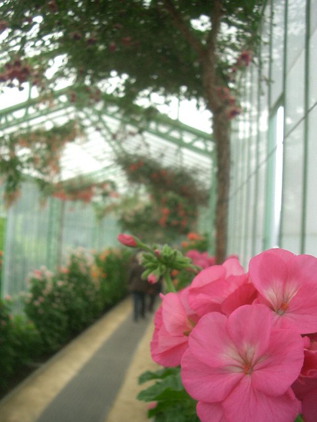 ラーケン王宮に付属する温室 Royal Greenhouses がこの季節だけ一般公開されます。さっそくいってきました。落ち着いた王室の雰囲気（？）の温室・庭園です。のんびりと散策しました。