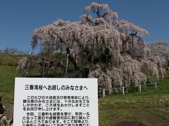 福島県三春町の三春滝桜　その２