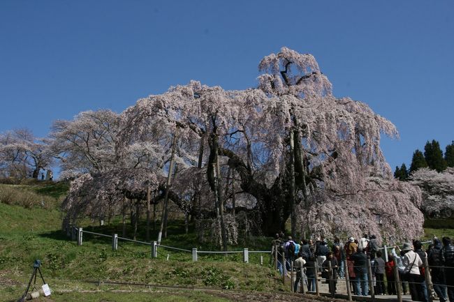福島県の、三春滝桜を見に行きました。「三春滝桜は元気です」<br /><br /><br />まずは滝桜をじっくり眺めて・・・<br />お昼は喜多方で、ラーメン！<br /><br />その２（http://4travel.jp/traveler/mikaanne/album/10563283）に続きます。