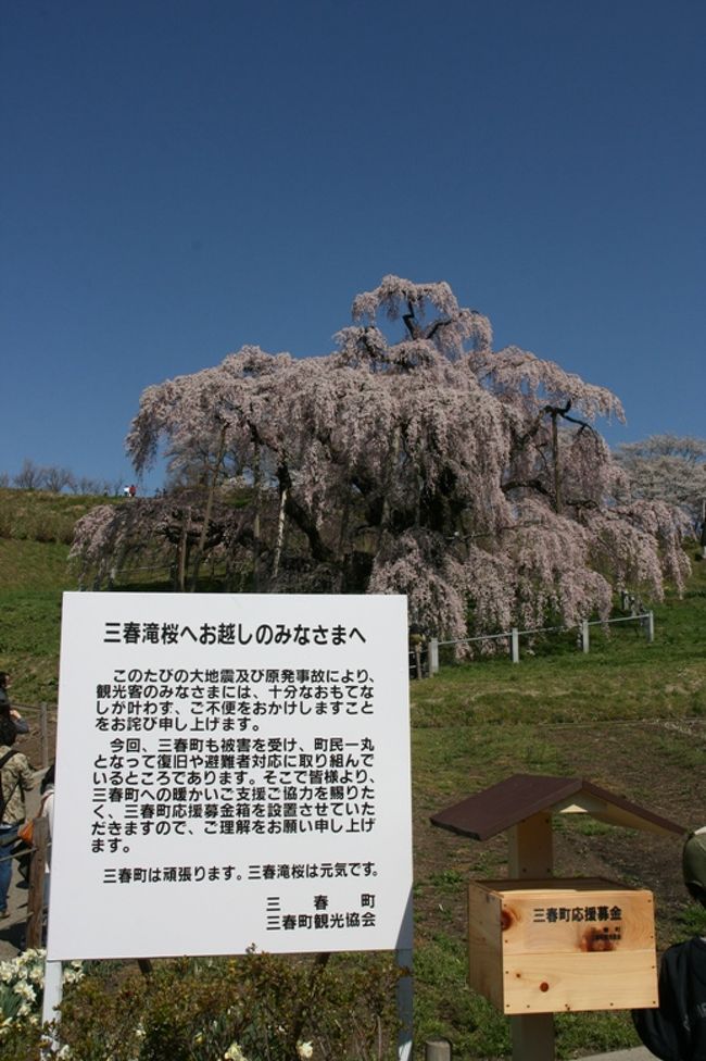 福島県の、三春滝桜を見に行きました。「三春滝桜は元気です」<br /><br />まずは滝桜をじっくり眺めて・・・<br />お昼は喜多方で、ラーメン！<br /><br />その１はこちらです→http://4travel.jp/traveler/mikaanne/album/10563282 <br />