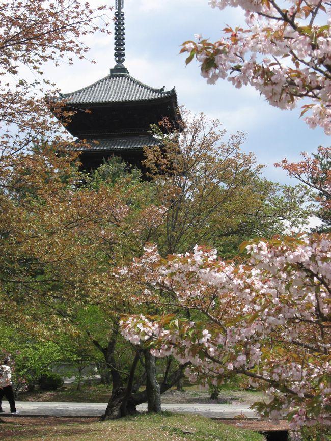 桜咲く季節の旅を自粛ムードで断念して参りましたが、此れではいけないと！<br />元気な人はドンドン外に出て衰退ムードを盛り上げる事も”自分に出来る事”と思い、晩春の桜を探しにチョット京都へ行って来ました。<br /><br />・・・計画なしに行ったところ・・・<br />・平野神社／少々マイナーですが”京都の桜のルーツ”で知られてるそうです。<br />・仁和寺（旧御室御所）／多少時期が遅くとも”御室桜”を見れる。<br />・岩倉の実相院／天皇家とのゆかりある女院御所<br />・岩倉具視の幽棲旧宅<br />・その他、見て・味わうも”ささやか”に堪能