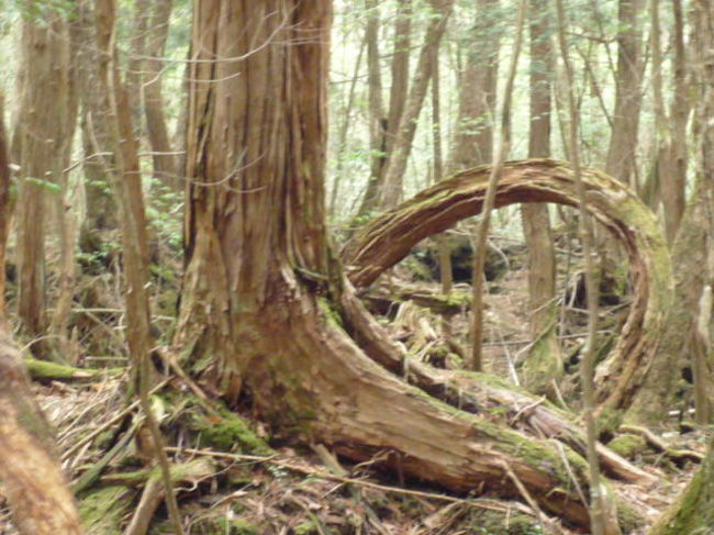 今日は　黄砂で視界が悪く　午後からは　天気も悪くなるとの予報で　清里の予定を変更。<br />結果　樹海ネイチャーガイドツアー・西湖コウモリ穴・富岳風穴　ハイキング　鳴沢氷穴と楽しんで来た。