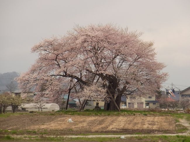 今回最も行きたかったのが会津美里町でした。<br /><br />桜の巨木に会うのが楽しみ。