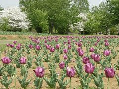 さいたま市周辺の公園に花を訪ねて・・①大宮花の丘公園のチューリップと山野草展