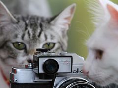 【猫カフェ巡り⑱】 猫カフェとクラシックカメラのお店　「ねこ＆パシャ」