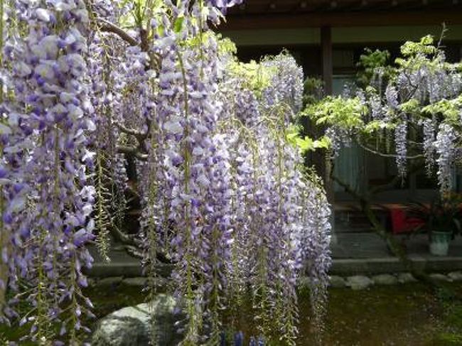 　〜曼荼羅寺の藤は発育途上中〜<br />　<br />３年前に訪れたときは「只今、養生中」の札が掛かってまして、モノの見事にはずれでした。<br />　<br />さて今年はどうでしょう？<br />綺麗な花を咲かせてるのかな？<br />　<br />　<br />その前に、曼荼羅寺ではなく曼陀羅寺でしたね。(^^)<br />名前を間違えてました。たいへん失礼しました。<br /><br />　<br />