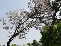 最後に咲く桜！「奈良の八重桜」