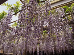 満開のノダフジの花を探しに大阪・福島区に