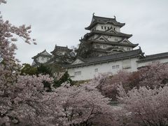 修復前の姫路城と桜