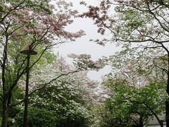 さいたま市周辺の公園に花を訪ねて・・・③大宮第二公園のハナミズキ