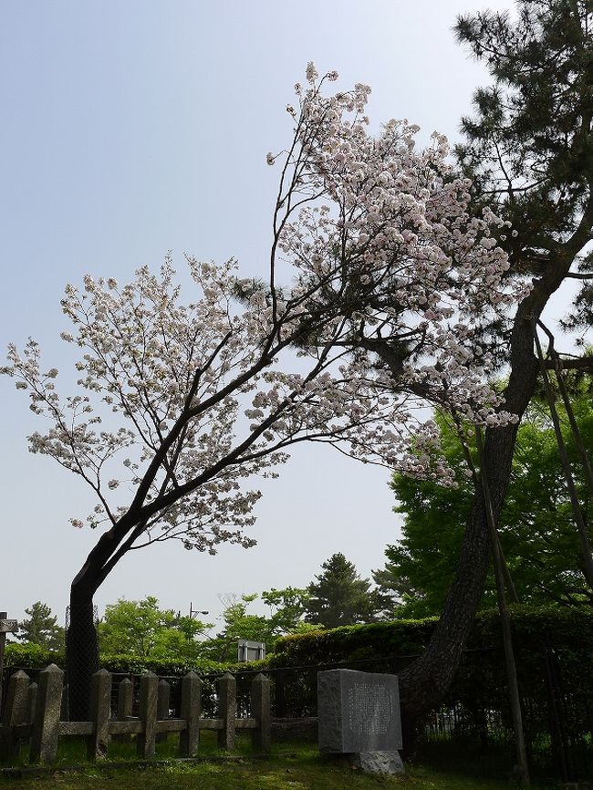 奈良公園で「奈良の八重桜」が満開でした<br /><br />奈良県観光情報<br />http://yamatoji.nara-kankou.or.jp/<br />