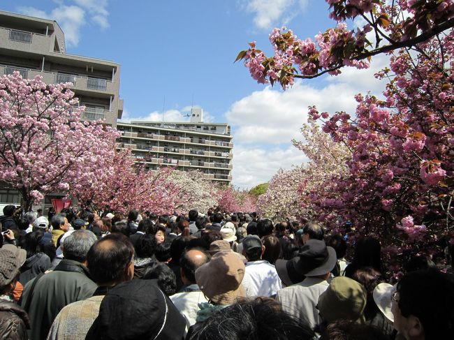 毎年恒例の大阪造幣局の桜の通り抜けを・・<br />ついでにＵＳＪと帰り道に三田のプレミアムアウトレットを覗いて見ました