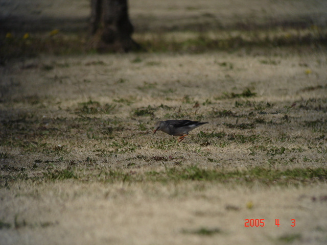 千葉市の昭和の森に、珍鳥ギンムクドリが出ているとの情報を戴き、見に行ってきました。<br /><br />表紙写真が珍鳥ギンムクドリです。<br /><br />※古い記録で恐縮ですが、今年も東京でギンムクドリが観察されているので、ギンムクドリの過去出現記録を紹介するのも意味があると思い掲載しました。御容赦下さい。<br /><br />※ 2016.11.10 位置情報登録