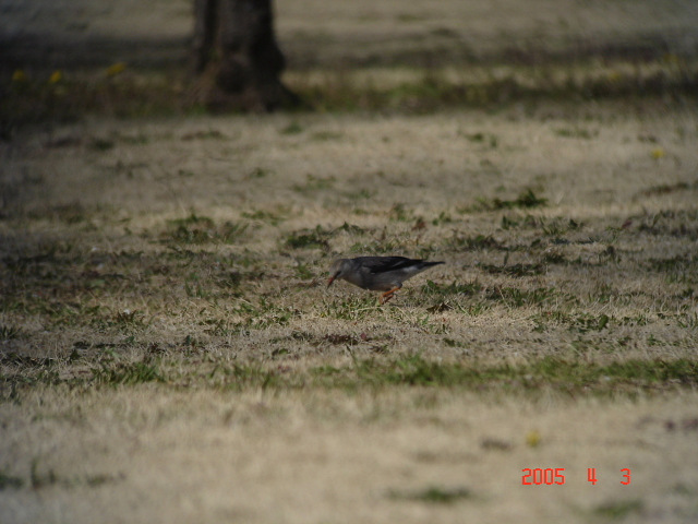 千葉市の昭和の森に、珍鳥ギンムクドリが出ているとの情報を戴き、見に行ってきました。<br /><br />表紙写真が珍鳥ギンムクドリです。<br />