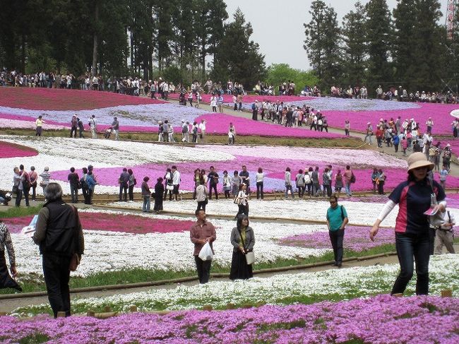 ここ数年ポスター等で紹介され<br />話題になっている羊山公園の芝桜の丘です<br />連休の平日ならまだすいているかな？<br />と気楽に出かけました<br /><br />西武秩父駅から徒歩20分ぐらいで丘の上に到着<br />晴れていたのに山がかすんでいた<br />後で黄砂だったことをニュースで知りました<br />でも柔らかな日差しに花が映えていましたよ<br />