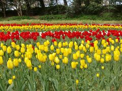 新潟まめ旅♪　チューリップの季節　寺尾中央公園