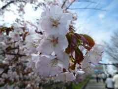 札幌・寒地土木研究所の千島桜が花開き（2011年）