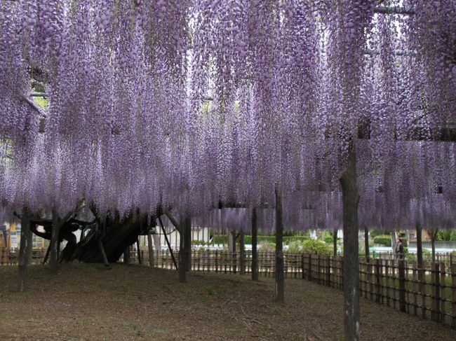 早朝に我が家から、近い（１６ｋｍ）玉敷神社に藤の花を見に行ってきました。<br /><br />藤の花はちょうど見頃かな！<br /><br />樹齢４００年の大木です。<br /><br />昼間は大分車など混雑するので、目が覚めたときに一気に行ってしまいました。