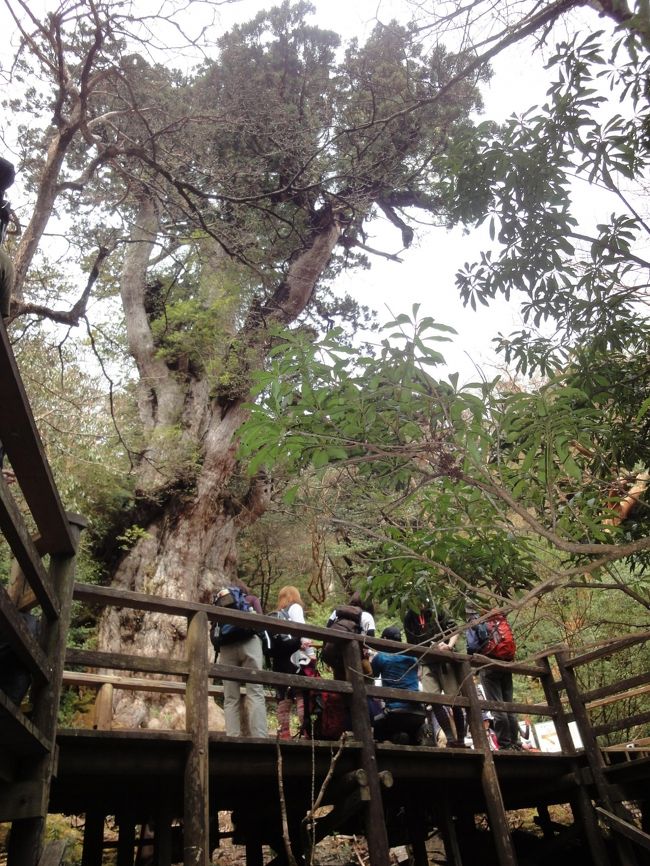 屋久島３日目は、ついに縄文杉登山。<br />22キロ歩いたからそれなりに疲れたけど、感動した。<br />写真では大きさやその存在感を伝えきれないのが残念。<br /><br />ぜひ、皆さまも行ってきてほしい。