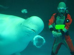 養老渓谷/勝浦/安房鴨川ぐるり旅【6】～海のカナリヤ　シロイルカのバブルリング～鴨川シーワールド⑥