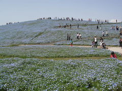 国営ひたち海浜公園　２０１１