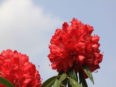 三室戸寺　ツツジはまだまだこれから。赤の石楠花が印象に残りました。