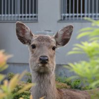 みかさ荘旅館（ＫＫＲ奈良みかさ苑）奈良市-②　　５月　　２０１１年