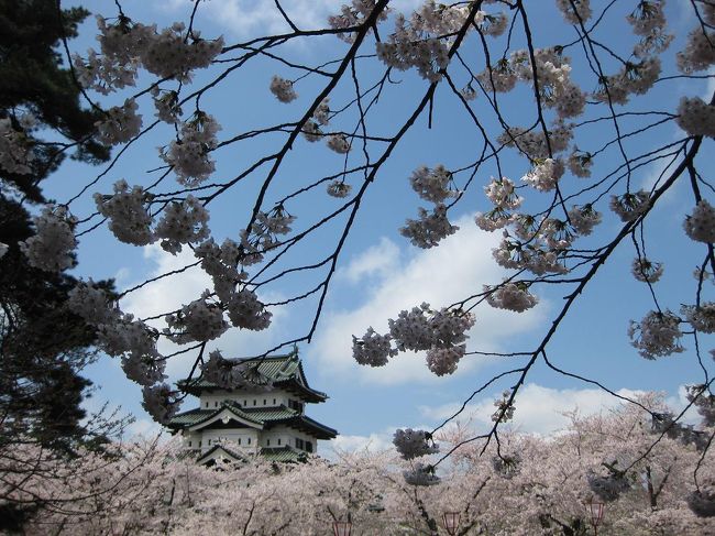 今年も行ってまいりました、弘前城の桜祭り。<br />先の震災により開催が危ぶまれたということでしたが、復興の願いも込めて例年通りの開催。<br />本丸への入場料は義援金になるということで、数年ぶりに本丸のほうへも行きました。<br />散り始めていましたが、ほぼ満開でした。