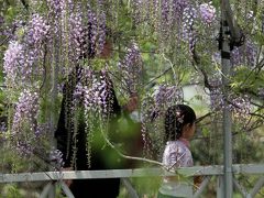 Solitary Journey ［893］ ＊＊春の花をさがして＊＊中～北九州ひとり旅 ＜樹齢400年のふじの花／西寒多神社＞大分県大分市