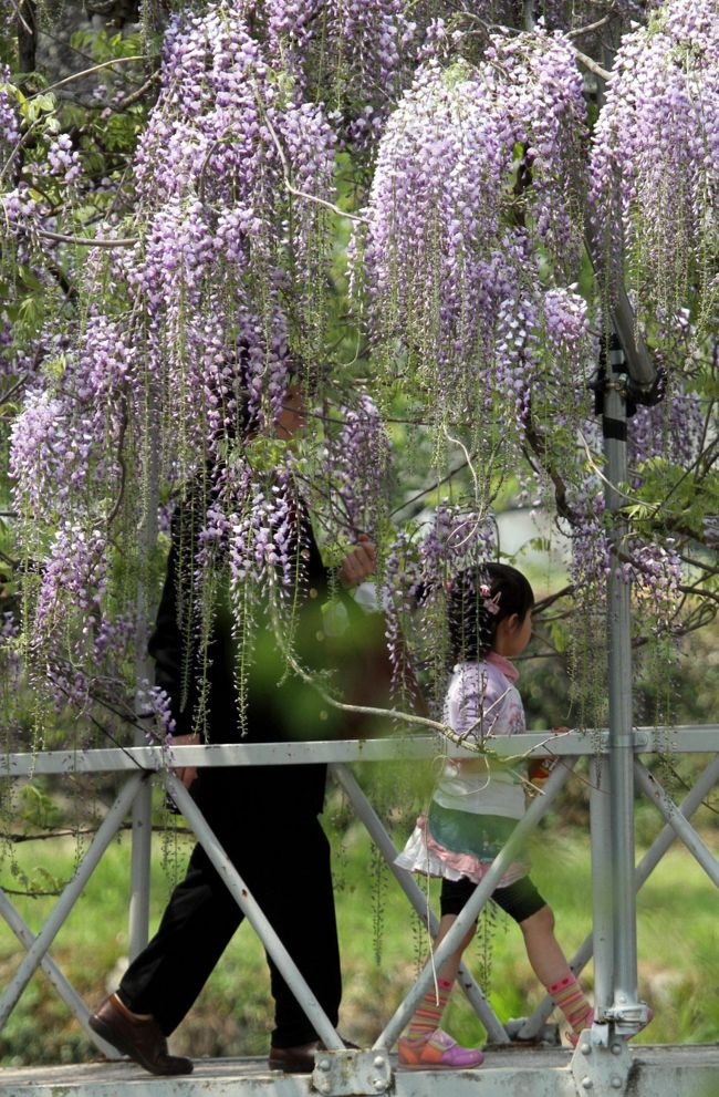 ★中～北九州ひとり旅 ＊春の花をさがして<br /><br />　今回のＧＷひとり旅、門司・杵築・大分・臼杵・竹田・九重・矢部・八代・菊池・阿蘇・小国・杖立・日田・奥耶馬・北九州といったコースを回ってきました。<br /><br />　２日目、まず訪れたのは「高瀬石仏」と大分市の天然記念物に指定されている樹齢400年のふじの花が咲き誇る「西寒多神社」です。<br /><br />■高瀬石仏<br />　高瀬石仏は大分市の西部の七瀬川自然公園のそばにある石仏（磨崖仏）で12世紀後半（ 平安時代後期）の製作と推定されている。<br /><br />■西寒多（ささむた）神社　ＨＰより。<br />　大分市中心地から南方向に約１０キロ弱。この西寒多（ささむた）神社は、かつては豊後の一の宮として庶民の崇敬を集めた古社である。<br />　創建は応神天皇九年武内宿禰公勅命を奉じて西寒多山（現：本宮山）上に宮殿を建立したのが始まりであると伝えられている。<br />　その後、大伴十代親世公が応永１５年（1408年）に社殿を現在の地に移し今日に到る。大分県内では宇佐神宮につぐ神社として尊崇をあつめている神社である。<br />　また、神社の境内に樹齢４００年のみごとな山ふじがある（大分市天然記念物）。４月下旬から５月上旬にかけて長さ９０センチちかい薄紫色の花房をつける。石橋と小川とフジの組み合わせの情景が良い。<br />　万年橋（まんねんばし）は、西寒多神社の入口を流れる大分川水系寒田川（通称みそぎ川）に架かる石造単アーチ橋である。昭和55年（1980年）4月8日に大分県の有形文化財に指定されている。<br /><br />