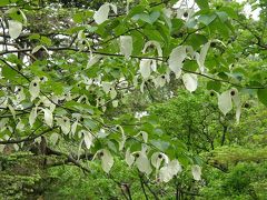 さいたま市周辺の公園の花を訪ねて・・・④大宮公園の日本庭園とハンカチの木