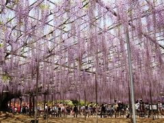 「電車に揺られ この街まで♪」、足利へ『大人の遠足』花と街歩きのＧＷ三人旅