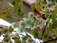 隅田公園の桜の終焉（須磨浦普賢象）