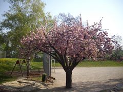 欧州桜の旅　ウイーン