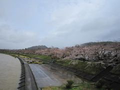 2011年ＧＷみちのく三大桜を求めて東北へ　その３　秋田（玉川温泉・刺巻・角館）