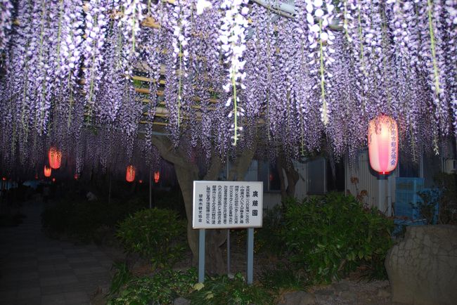 碧南市にある廣藤園に行ってきました。この日までライトアップでした。（のはずです）<br />ストロボをたいたり、たかなかったりと工夫してみましたが、藤棚はおくゆきが深いので、少々難しいです。