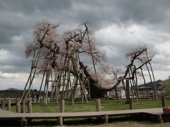 今年は気温が例年より低く、５月に入っても、東北は桜が見ごろだと言われ、浮かれて旅立ちました。<br />東北の４県、山形・秋田・岩手・青森を巡ります。<br />まず、山形県からです。