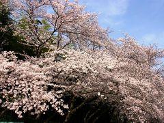 桜はとっくに咲いた～が，パラオはまだかいな？！ま～だだよ～！と，何気に出し惜しみで後楽園編