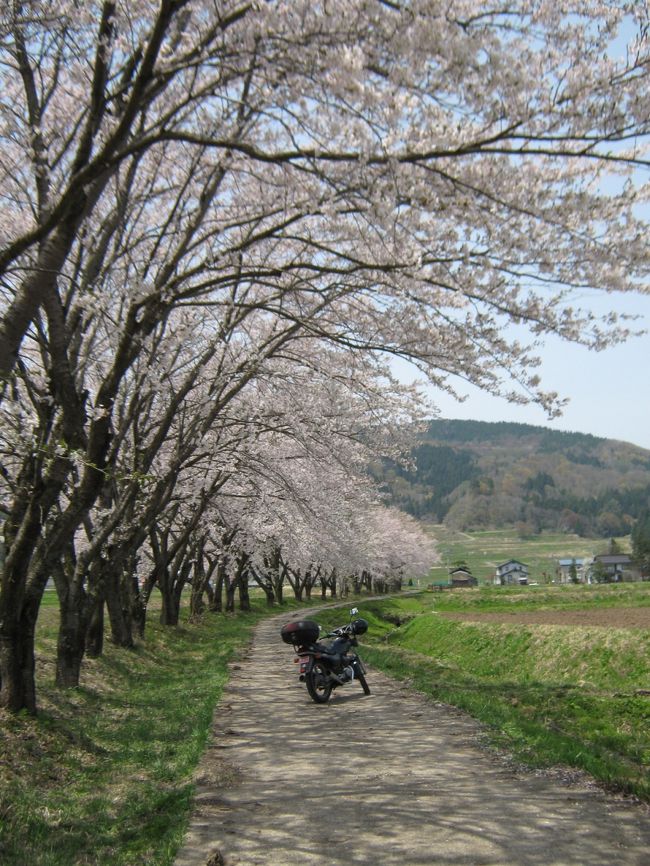 昨日は聖光寺の桜を見る事ができなかったので<br />飯山の西大滝ダムまで桜を見に行ってきました。<br />散り始めてはいましたが、場所によっては、綺麗に咲いている所もありました。<br />温泉にも入って、ゆっくりしてきました。<br />菜の花公園にも寄ってみましたが、あまり咲いていませんでした。<br />今年はやっぱり、気温が低かったせいでしょぷか？<br /><br />と言う事で、自分にとっての今年のGWは2日間。<br />2日とも天気がよかったのは、私へのご褒美　