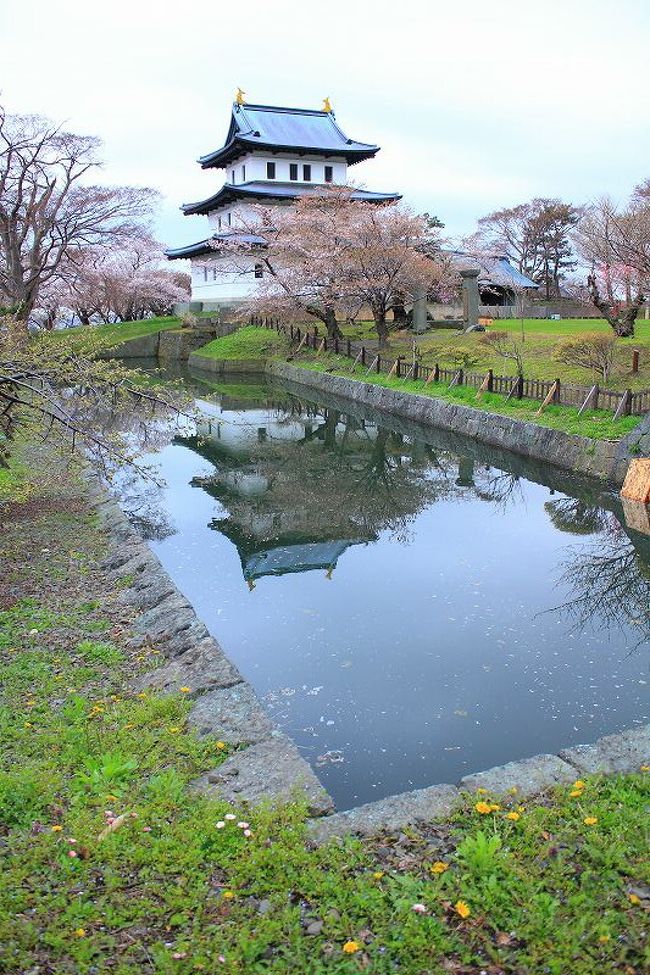 しずこころなくはなのちるらん・・・桜は咲くまで待ち遠しくてソワソワ。咲いたらまだ散らないでとヒヤヒヤ。本当に罪な花。桜前線の到来を待ちに待った北海道。やっと、到着。函館の桜開花宣言が出たものの、ＧＷに入って気温が下がり、桜もショック死しそうな低温。でも、申し込んでいたツアーの4日が無情にもやってきた。あまり期待はできないが、松前は桜の種類も多いので何かは咲いているそうで、腹をくくってお出かけお出かけ。4日の札幌は強風の非常な雨。午前７時30分にはバスは出発。今回のこのツアー、なんと松前のお花見日帰りなのです。松前に7時間かけて出向き、2時間の滞在。帰りはさっさとっとのロングドライブ。この無謀な？ツアー、いかがのものか怖いもの見たさ？で参加。だめもとなので桜が咲いていなくても日帰りなら諦めもつく。咲いていたらラッキー。<br />一か八かのギャンブルツアー。でも万席でしたよ。ギャンブラーが多いね？！<br />ゆとりシートプラン。前のシートに余裕があり足周りがらく、休憩時間のとり方が良い頃合で思ったよりは疲れなかった。運がよく、到着したのが14時過ぎですっかり天気が回復しており、肝心の桜は思ったよりは咲いていて、それほど寒さも感じなかった。と言う事は、バンザイ～～なのだ。<br />前置きはこの辺にして、皆様、ご覧くださいませ。<br />