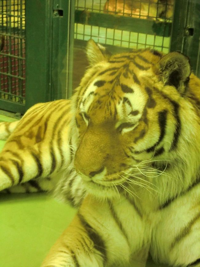 JALの誕生日割引を利用して北海道に行ってきました♪<br /><br />本当は旭山動物園に行きたくて予定を立てたんだけど・・・<br /><br />飛行機とか予約してから、旭日山動物園は休館期間と知りショック<br />m(*- -*)m<br /><br />まさかっっ(&gt;&lt;)<br />動物園は年中無休じゃないの〜〜〜〜〜！！！！<br /><br />でも、せっかくチケット取ったので、小樽観光に変更しました(＾▽＾)/<br />動物園にも未練があったので円山動物園に行ってきました♪