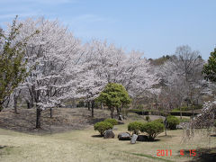 磯部桜川公園でお花見 [2011](1)　