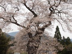 一本桜に心惹かれて～広島県・東城町～