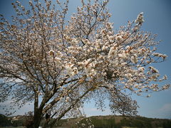 桜めぐり東北の旅 2011 2日目 (仙台～一関～山形蔵王温泉)