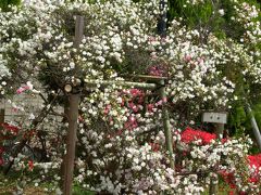 「東京都内つつじの名所」三連発!!　＠平成つつじ公園＆西沢つつじ園