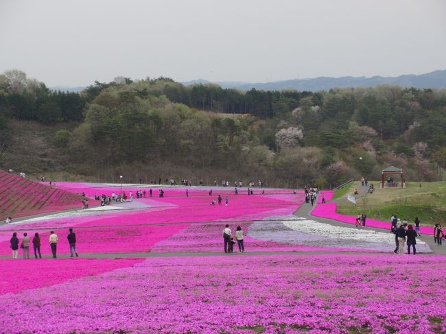 ＧＷ前半、うわさの市貝町芝ざくら公園に行ってみた。<br /><br />期待を上回る見事なピンクの絨毯にビックリ！